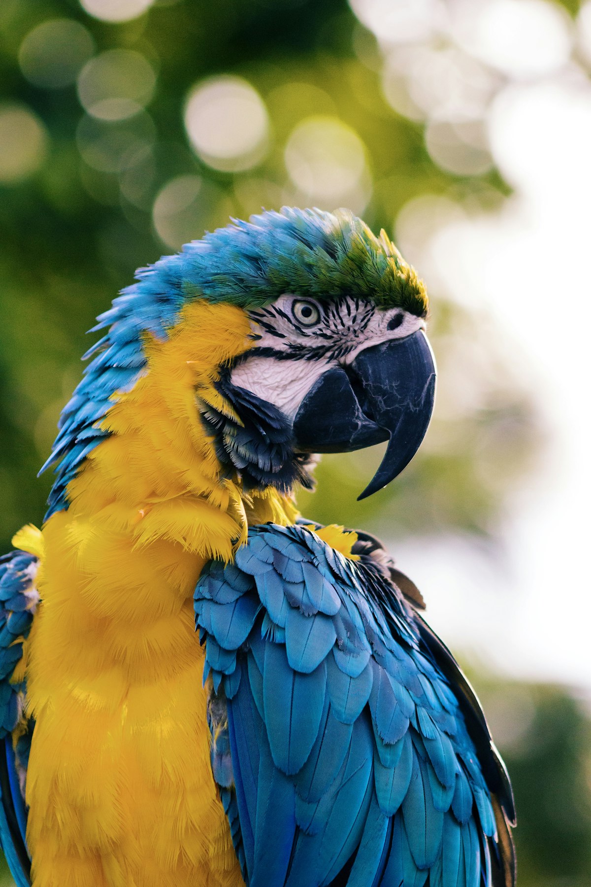 Oiseau en vol