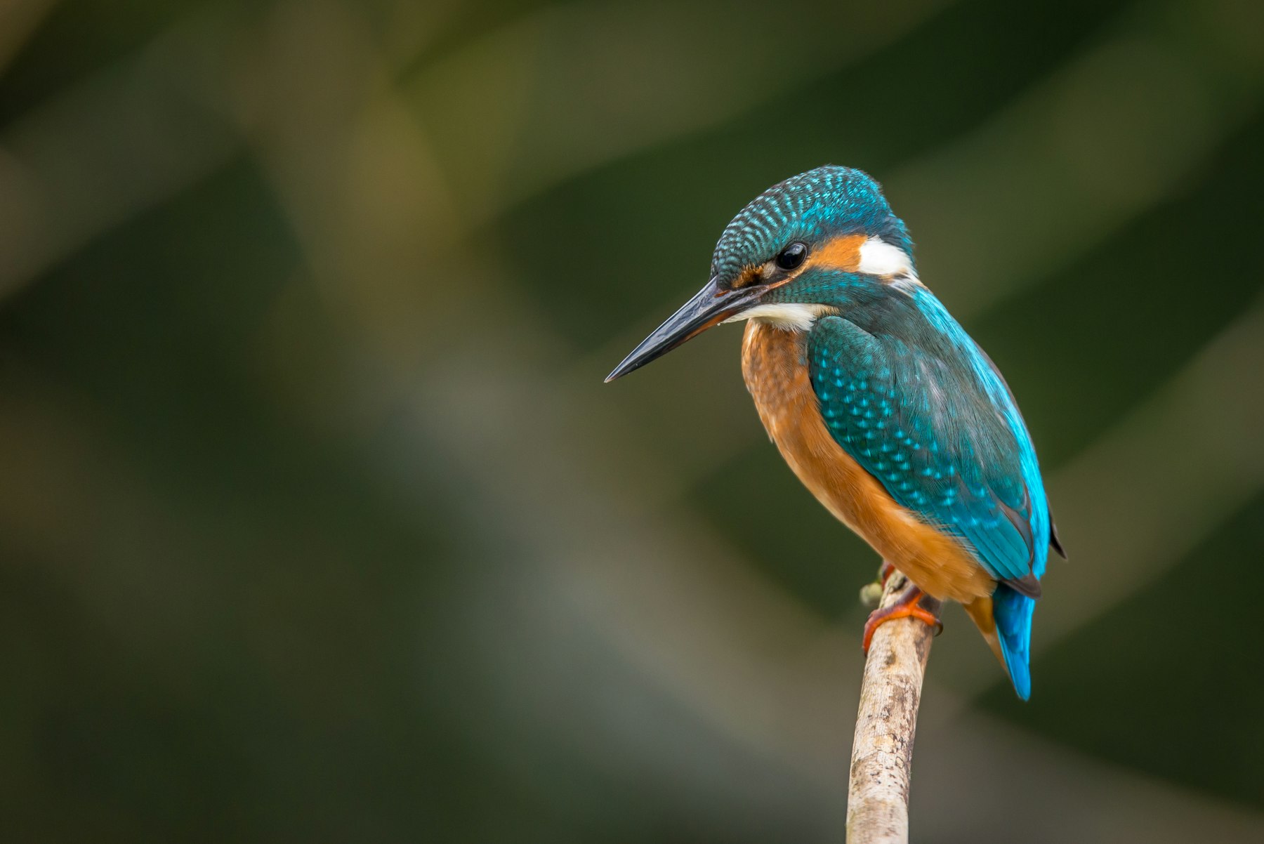 Oiseaux